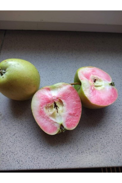 Яблуня ’Хідден Роуз’ в розрізі